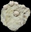 Multiple Blastoid (Pentremites) Fossil - Illinois #48670-1